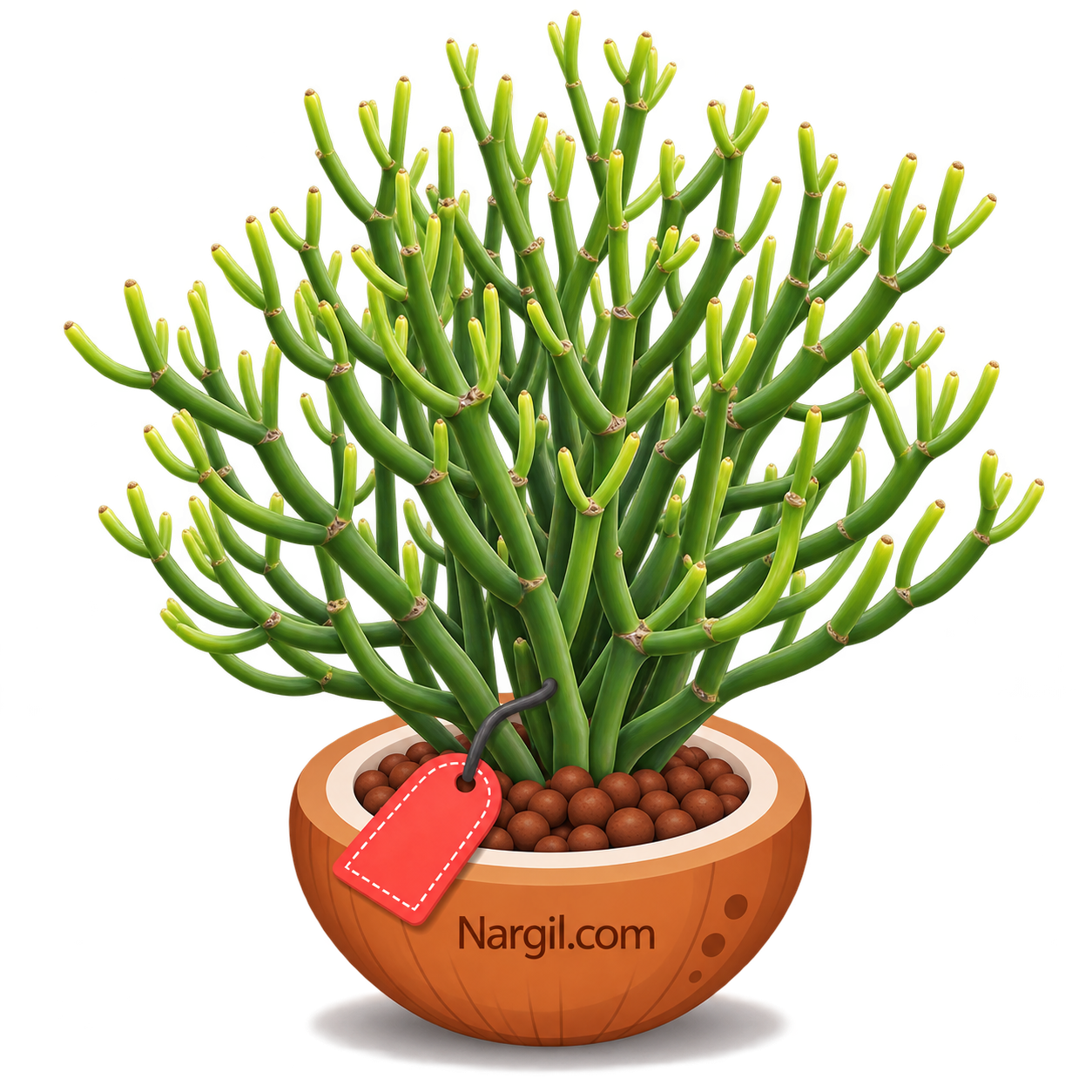 Nargil_Euphorbia Tirucalli